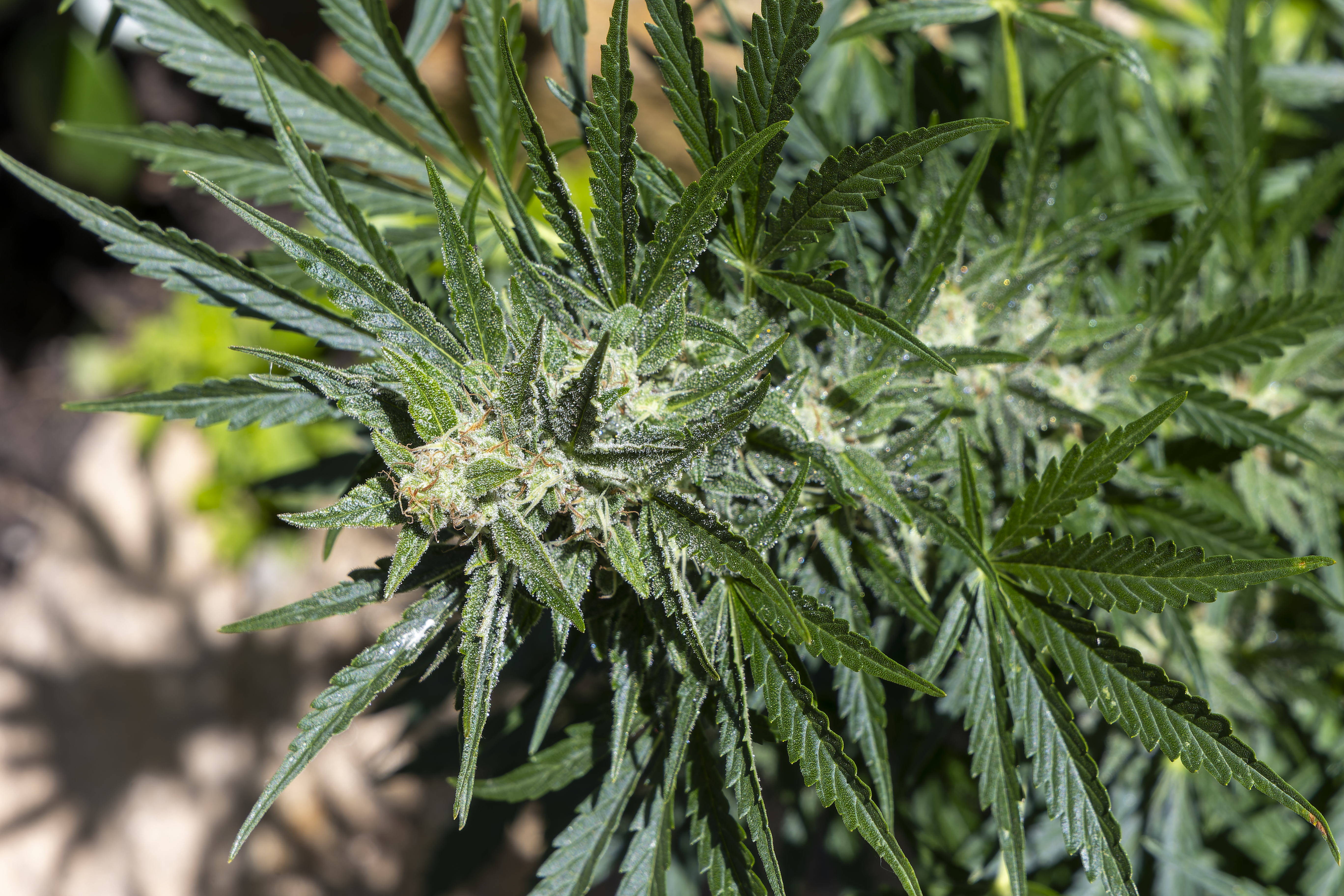 Medizinalcannabis und Online‑Rezepte: Landgericht Düsseldorf zieht klare rechtliche Grenzen für Apotheken.